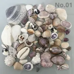 2026年最新】レア貝殻の人気アイテム - メルカリ