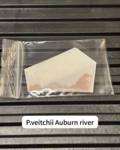P.veitchii Auburn river 胞子 ベイチー AR ビカクシダのサムネイル