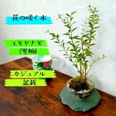 2026年最新】bonsai の人気アイテム - メルカリ