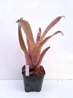 2026年最新】ホヘンベルギアの人気アイテム - メルカリ