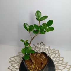 2026年最新】ガジュマル 実生の人気アイテム - メルカリ