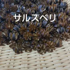 【木の実】サルスベリの実 軸なし100個