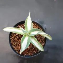 2026年最新】アガベ 吉祥冠錦 中斑の人気アイテム - メルカリ