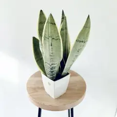 2025年最新】サンスベリア 希少の人気アイテム - メルカリ