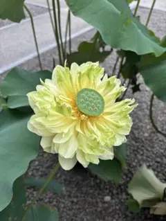 Ｒ4 UNICORN様専用