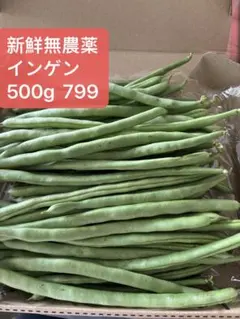 新鮮無農薬 インゲン 500g ネコポス発送のサムネイル