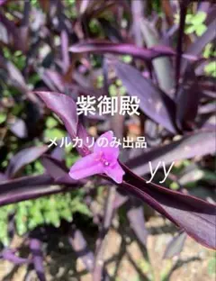 多肉植物・ビッグバン（B ）カット苗 やや大苗 やや美品 - メルカリ