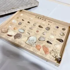 貝殻標本　40種類