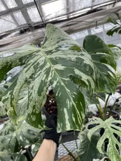 モンステラ ミント サイアム 斑入り Deliciosa Mint Siam 3 - メルカリ