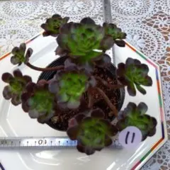 maririn9277様 リクエスト 2点 まとめ商品