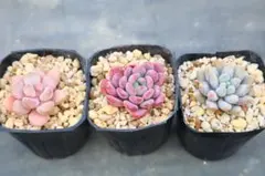 志*穂様 多肉植物3品種セット「ソロモン&Rococo &ピンクジェニー」