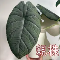 2026年最新】アロカシア マハラニの人気アイテム - メルカリ