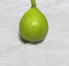 2026年最新】グリーングリークの人気アイテム - メルカリ