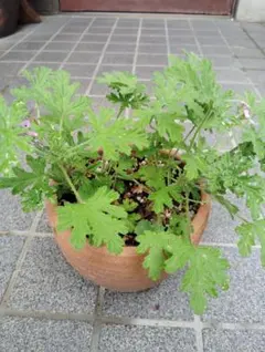 모기 및 재활