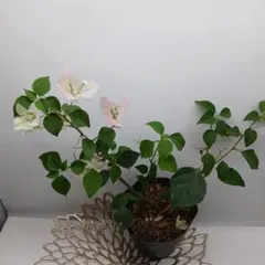 2026年最新】ブーゲンビレア 苗の人気アイテム - メルカリ