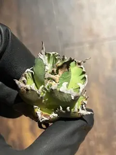 2025年最新】ゴリ猫の人気アイテム - メルカリ