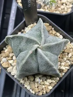 EMP アストロフィツム ランポー玉 実生 / C409