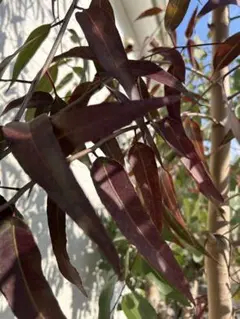 レモンユーカリ　10本