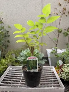 【山野草】タラノキ(エクメア・タラ　棘なし品種　タラの芽)鉢ごと発送　2つのサムネイル