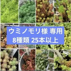 ◸ ウミノモリ 様専用◿ 多肉植物 カット苗詰め合わせ まとめ売り 8種類