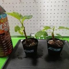 abc様専用出品★イチジク苗木★いちじく