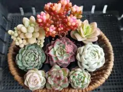 【Sale】レッドベリー錦入りセット⑦★エケベリア★多肉★多肉植物★寄せ植え★