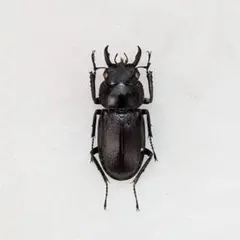 奄美大島産マルダイコク♂ - メルカリ
