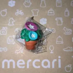 ミニチュア　concombre【あさがおさん】