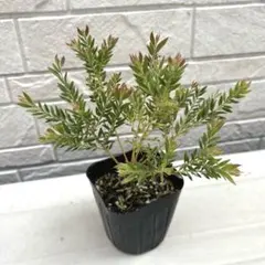 5 アカシア　テレサ