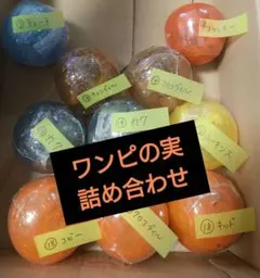 ワンピの実　詰め合わせ　第19海戦まで