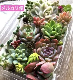 2025年最新】苗梱包の人気アイテム - メルカリ