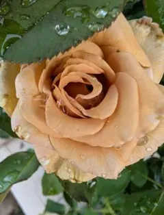 2026年最新】薔薇挿し木苗の人気アイテム - メルカリ