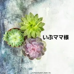 いぶママ様専用　完熟梅　2kg