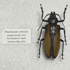 白狐@評価コメントは取引メッセージにて様 リクエスト 2点 まとめ商品