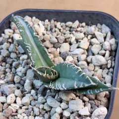 2026年最新】アガベ sad 錦の人気アイテム - メルカリ