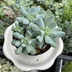 多肉植物^o^  トップシーダビー　超大苗！ 多肉植物 トップシーダビー抜き苗 - メルカリ