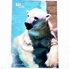 【さくら様専用】ホッキョクグマのバフィンさん