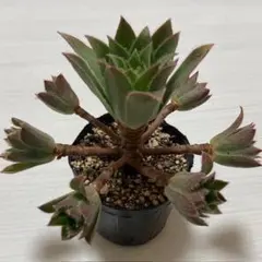 2026年最新】観葉植物 アエオニウムの人気アイテム - メルカリ