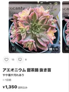 2026年最新】アエオニウム 綴化の人気アイテム - メルカリ