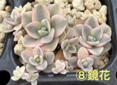 2026年最新】子持ち蓮華錦 鏡花の人気アイテム - メルカリ