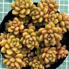 2026年最新】つぶつぶ屋 小梅の人気アイテム - メルカリ