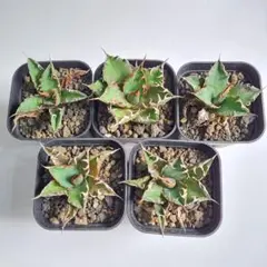 Inti＋（インティ）様専用