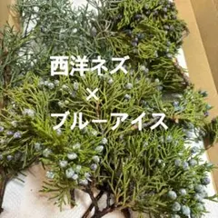 西洋ネズ ×ブルーアイス ミッスク