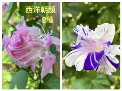 よっぴ様 リクエスト 2点 まとめ商品