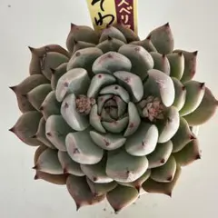 2026年最新】おらいさん苗 そわそわの人気アイテム - メルカリ