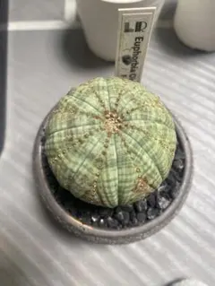 M19様 リクエスト 2点 まとめ商品