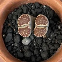 Lithops julii ssp.fulleri 'Kikushogyoku' - メルカリ
