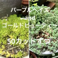 セダムカット苗 六センチ鉢三つセット 多肉 - メルカリ