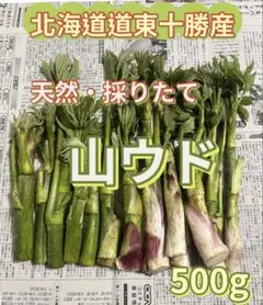 天然 山菜 山うど 山ウド 北海道産 採りたて新鮮 うど山菜 春 500g