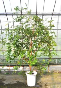 ジャボチカバ 四季生り 10号 実 花芽 - メルカリ